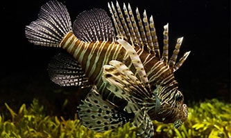 brauner Fisch mit hellen Streifen
