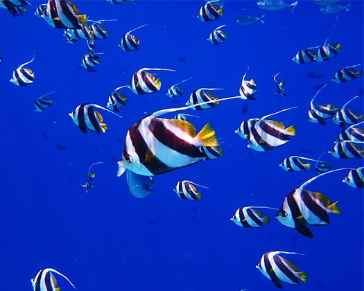 Weiß-schwarz gestreifte Fische im blauen Wasser
