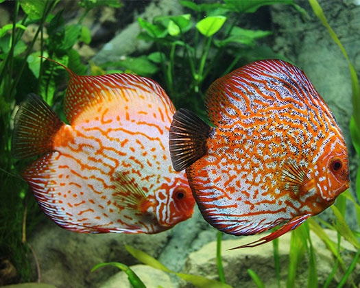 Zwei Diskusfische orange-weiß