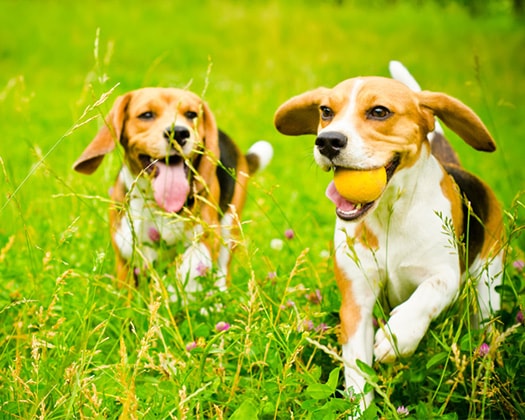 Zwei Hunde spielen auf Wiese