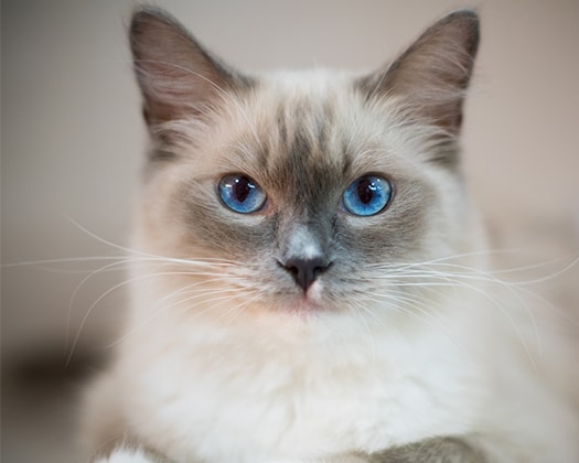 Ragdoll