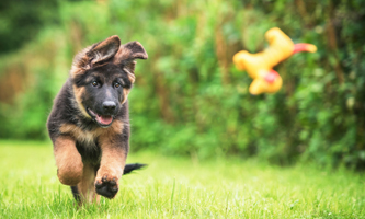 Deutschen Schäferhund Welpe als Freund und Helfer